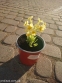 Первоцвет высокий "Лютеа" (Primula elatior "Lutea") - 1