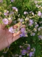 Герань луговая "Саммер Скайс" (Geranium pratense "Summer Skies") - 1