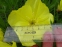 Энотера миссурийская (Oenothera missouriensis) - 1