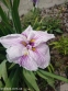 Ирис мечевидный "Грейвудс Кэтрин" (Iris ensata "Greywoods Catrina") - 7