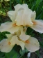 Ирис бородатый карликовый "Тиклед Пич" (Iris pumila "Tickled Peach") - 2