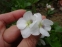 Фиалка сестринская "Альбифлора" (Viola sororia "Albаflora") - 3