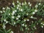 Подснежник белоснежный (Galanthus nivalis) - 6