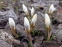 Крокус золотистый "Сноу Бантин" (Crocus chrysanthus"Snow Bunting") - 1
