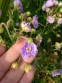 Герань луговая "Саммер Скайс" (Geranium pratense "Summer Skies") - 5
