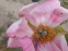 Пион "Цитерия" (Paeonia "Paeonia "Cytherea") - 6
