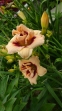 Лилейник "Розуита" (Hemerocallis "Roswitha") - 4