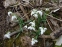 Подснежник белоснежный "Флоре Плено" (Galanthus nivalis "Flore Pleno") - 7