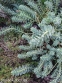 Молочай миртолистный (Euphorbia myrsinites) - 2