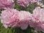 Пион "Мариэтта Сиссон" (Paeonia "Marietta Sisson") - 7