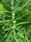 Купена мутовчатая (Polygonatum verticillatum) - 1
