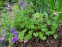 Герань гималайская "Бирч Дабл" (Geranium himalayense "Birch Doubl") - 1