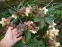 Морозник нигеркорс "Кэнди Лав" (Helleborus × nigercors "Candy Love") - 2
