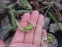 Подснежник складчатый (Galanthus plicatus) - 2