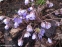 Печеночница благородная (Hepatica nobilis) - 8