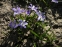 Хионодокса Люцилии "Виолет Бьюти" (Chionodoxa luciliae "Violet Beauty") - 1