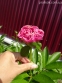 Пион "Карнейшен Букет" (Paeonia "Carnation Bouquet") - 1