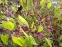 Горянка красная (Epimedium × rubrum) - 6