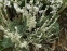 Полынь холодная (Artemisia frigida Willd.) - 1