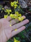 Горянка перистая подвид колхидская (Epimedium pinnatum ssp. colchicum) - 1