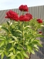 Пион "Олд Фейтфул" (Paeonia "Old Faithful") - 1