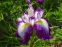 Ирис мечевидный "Ред Репитер" (Iris ensata "Red Repeater") - 3