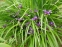 Ирис злаковидный (Iris graminea) - 1