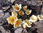 Крокус золотистый "Крим Бьюти" (Crocus chrysanthus "Cream Beauty") - 2