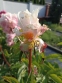 Пион "Мариэтта Сиссон" (Paeonia "Marietta Sisson") - 8