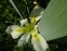 Ирис короткостебельный (Iris brevicaulis) - 7