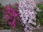 Гвоздика сизая "Басс Пинк" (Dianthus gratianopolitanus "Bath's Pink") - 7