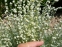 Полынь холодная (Artemisia frigida Willd.) - 6