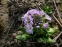 Первоцвет мелкозубчатый "Вайлет" (Primula denticulata "Violet") - 2