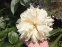 Пион "Квитцин" (Paeonia "Quitzin") - 2