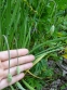 Лук склоненный (Allium cernuum Roth) - 4