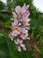 Ясенец белый вариант пурпурный (Dictamnus albus var. purpureus) - 3
