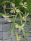 Ирис короткостебельный (Iris brevicaulis) - 1