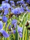 Ирис бледный "Вариегата" (Iris pallida "Variegata") - 2