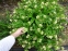 Морозник гибридный ЛС "Йеллоу Лейди" (Helleborus × hybridus LS "Yellow Lady") - 1