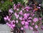 Гвоздика короткостебельная (Dianthus subacaulis) - 2