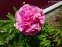 Пион "Карнейшен Букет" (Paeonia "Carnation Bouquet") - 2