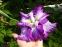 Ирис мечевидный "Харлеквинеск" (Iris ensata "Harlequinesque") - 6