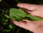 Колокольчик точечный (Campanula punctata) - 7