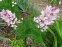 Ясенец белый вариант пурпурный (Dictamnus albus var. purpureus) - 2
