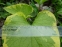 Бруннера крупнолистная "Хадспен Крим" (Вrunnera macrophylla "Hadspen Cream") - 1