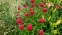 Эхинацея пурпурная "Разберри" (Echinacea purpurea "Raspberry") - 1