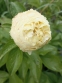 Пион "Мелисса" (Paeonia "Melissa") - 5