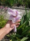 Ирис мечевидный "Грейвудс Кэтрин" (Iris ensata "Greywoods Catrina") - 9