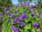 Герань великолепная "Роземор" (Geranium x magnificum "Rosemoor") - 4