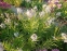 Амсония табермонтана (Amsonia tabernaemontana) - 7